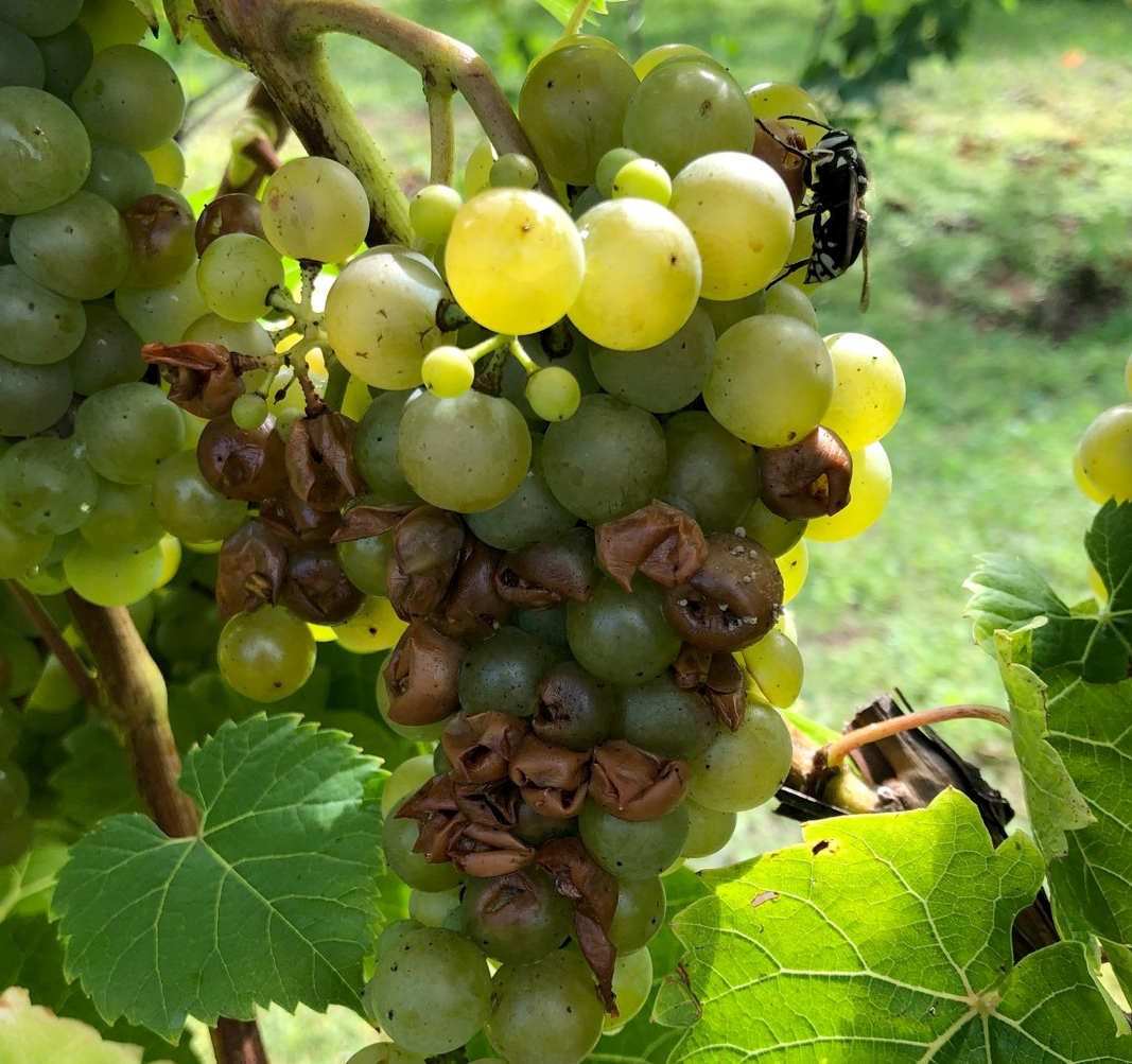 Bald-faced hornet activity on a ‘Riesling’ sour rot cluster